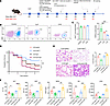 Adoptive transfer of CD8+ T cells reduces the sepsis mortality rate by pres