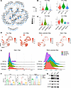 HDAC1 regulates CD8+ T cell exhaustion through the modulation of AP-1/NFAT.