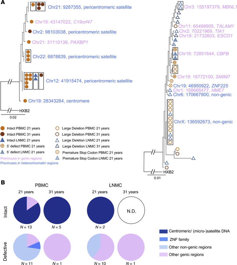 Integration site profile of proviruses detected in participant 1.
(A) Ph...