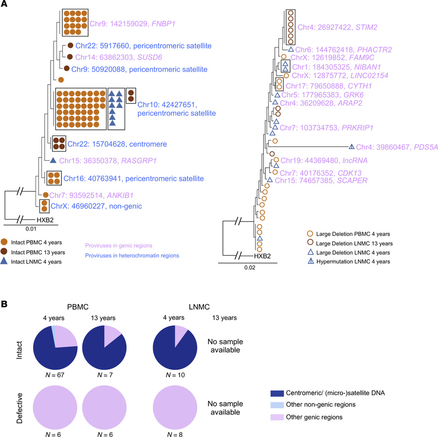 Integration site profile of proviruses detected in participant 2.
(A) Ph...