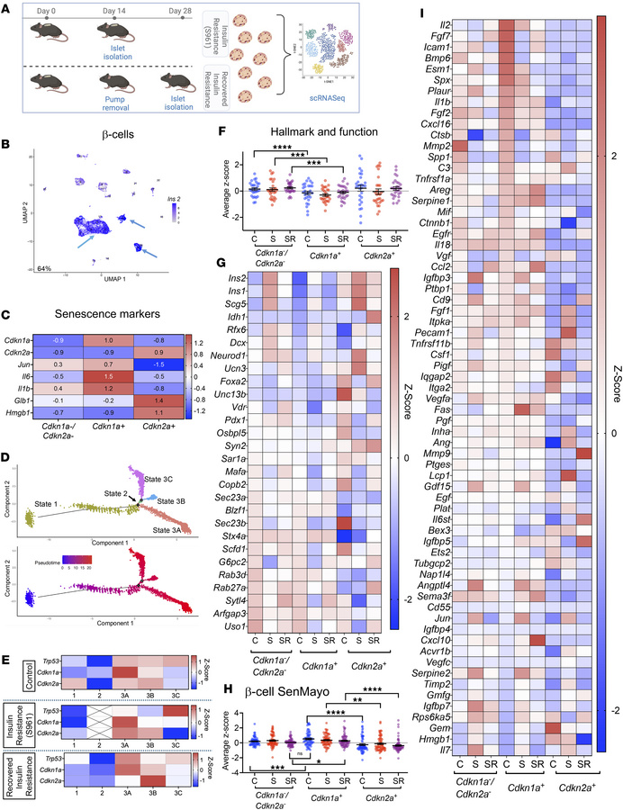 Subpopulations of senescent β cells with different functional and SASP t...