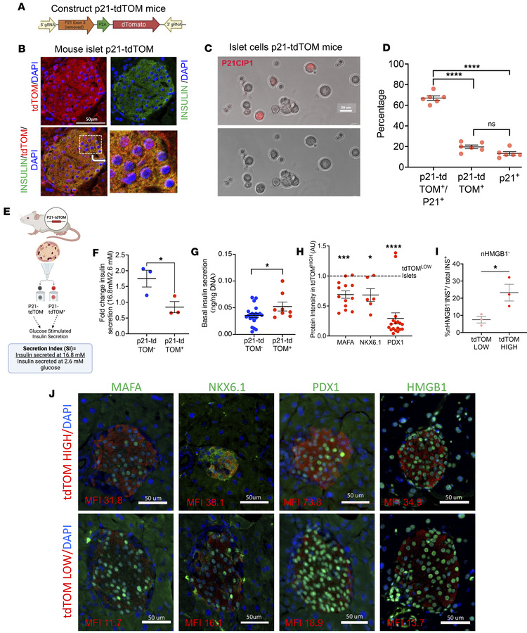 The p21+-β cell subpopulation was dysfunctional and lost its identity.
(...