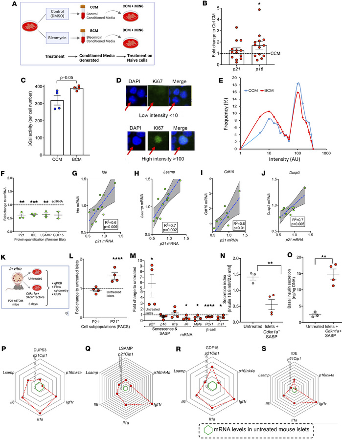 Secondary senescence: β cell SASP has non-cell-autonomous effects on nei...