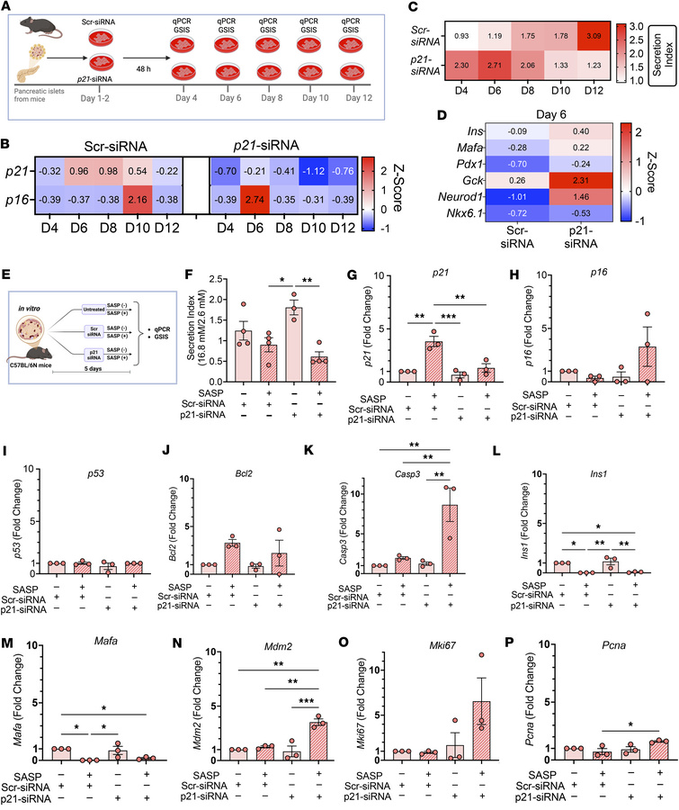 
Cdkn1a+ SASP factors induce secondary cellular senescence in mouse panc...
