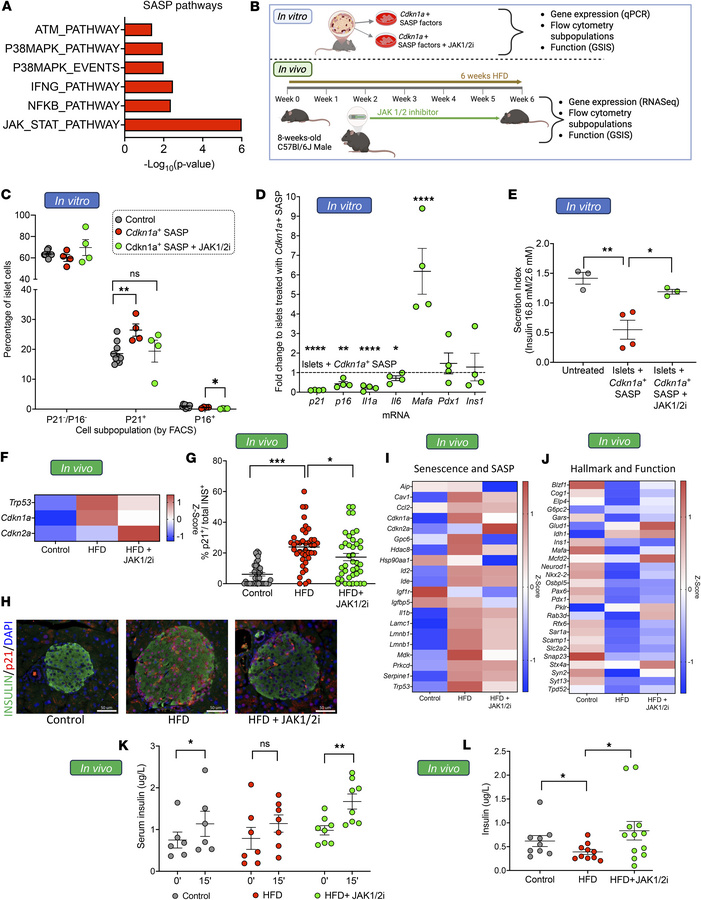 Secondary senescence induced by Cdkn1a+ SASP factors is counteracted by ...