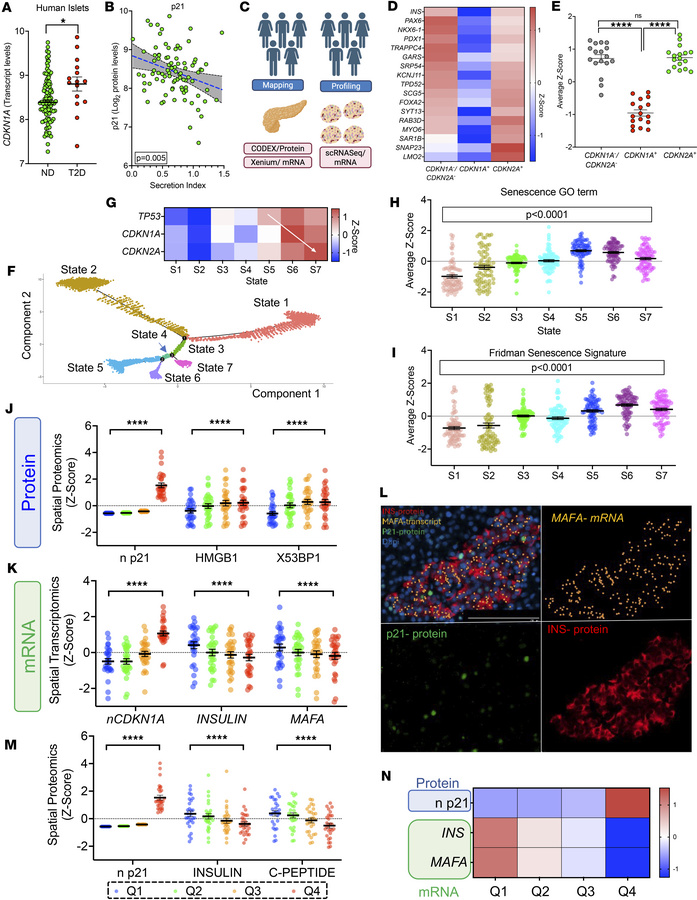 Loss of function and identity in human p21+ β cells.
(A) CDKN1A mRNA lev...
