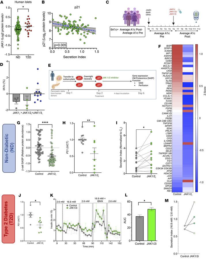 Effects of JAK1/2i on secretion of human β cell function.
(A) JAK1 prote...