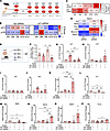 Cdkn1a+ SASP factors induce secondary cellular senescence in mouse pancreat
