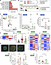 Secondary senescence induced by Cdkn1a+ SASP factors is counteracted by JAK