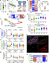 Loss of function and identity in human p21+ β cells.