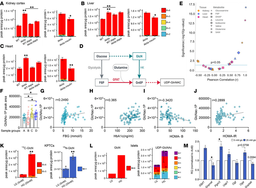 Glucosamine synthesis and metabolism in diabetes.
WT and Akita mice were...