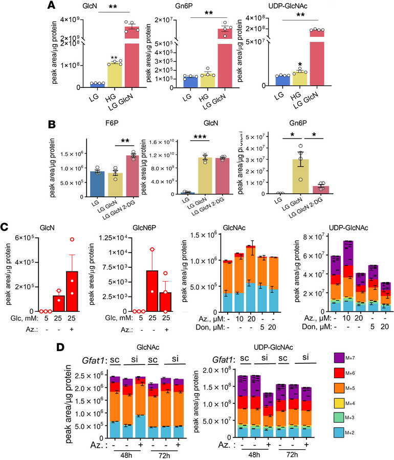 Hexosamine pathway metabolites.
(A) Levels of glucosamine (GlcN) and hex...