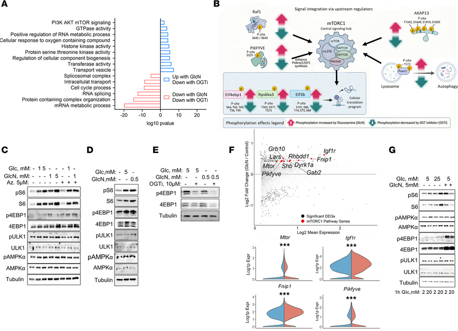 Regulation of β cell mTORC1 by glucosamine.
Phosphoproteomics in MIN6 ce...
