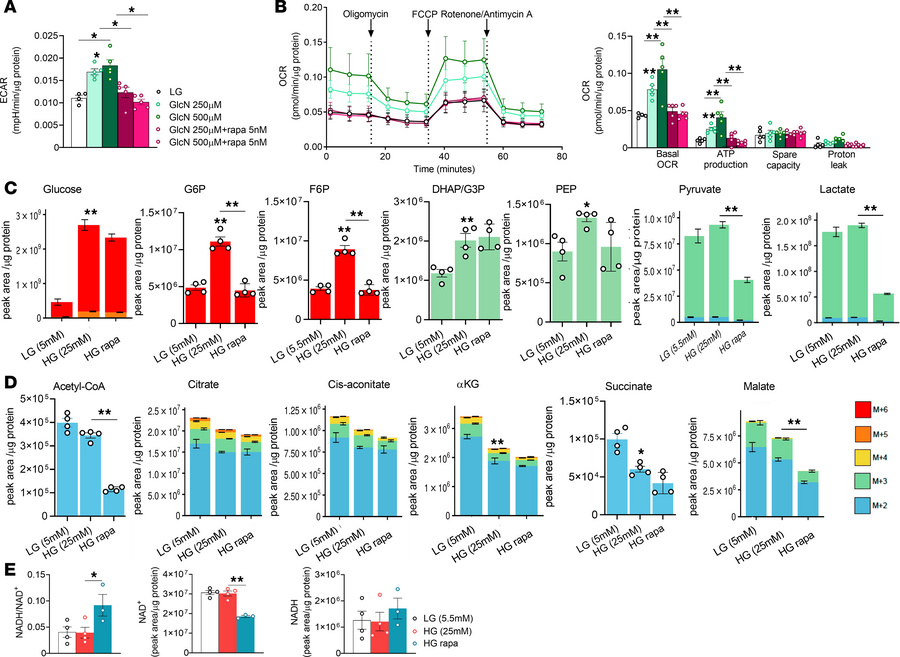 Regulation of glucose metabolism and mitochondrial function in KPTCs via...