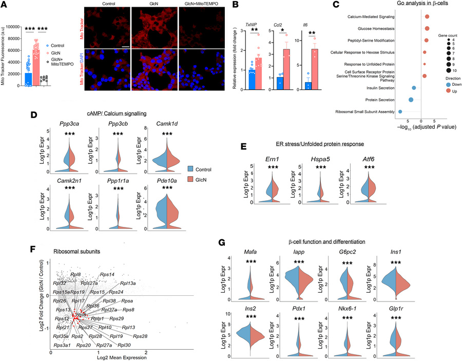 Effects of prolonged exposure to glucosamine on cellular stress and dysf...