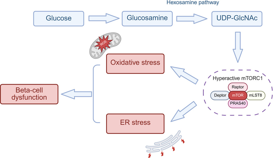 graphical abstract