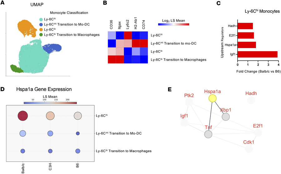 Inducible HSP70 is upregulated downstream of innate allorecognition.
Ana...
