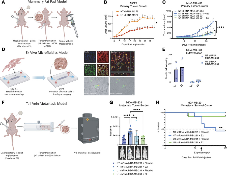 Estrogen promotes tumor growth in breast cancer models in vivo irrespect...