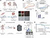Estrogen promotes tumor growth in breast cancer models in vivo irrespective