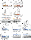 Estrogen-mediated invasion and migration affected by UGDH KD may be potenti