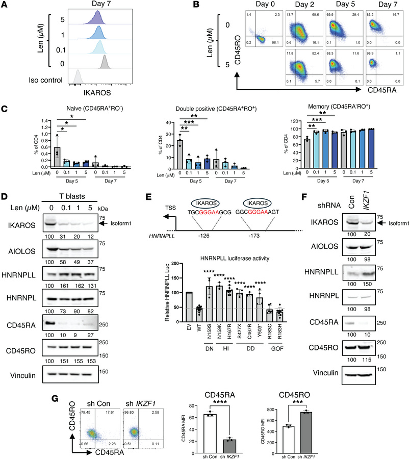The effect of IKAROS on CD45RA, CD45RO, and HNRNPLL expression.
(A–D) He...