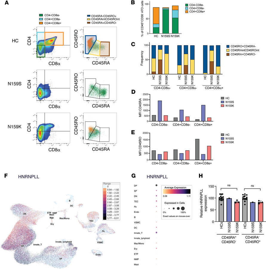Mutations in IKZF1 lead to altered T cell development in the thymus.
(A)...