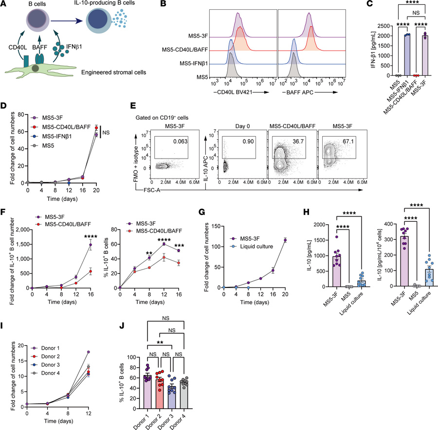 Establishment of a stromal coculture system for human IL-10–producing B ...