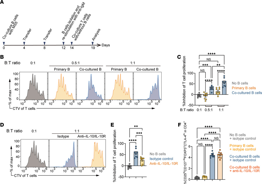 Suppressive function of MS5-3F–induced IL-10–producing B cells.
(A) Sche...