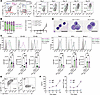 MS5-3F coculture induces IgM+ plasmablast differentiation from human B cell