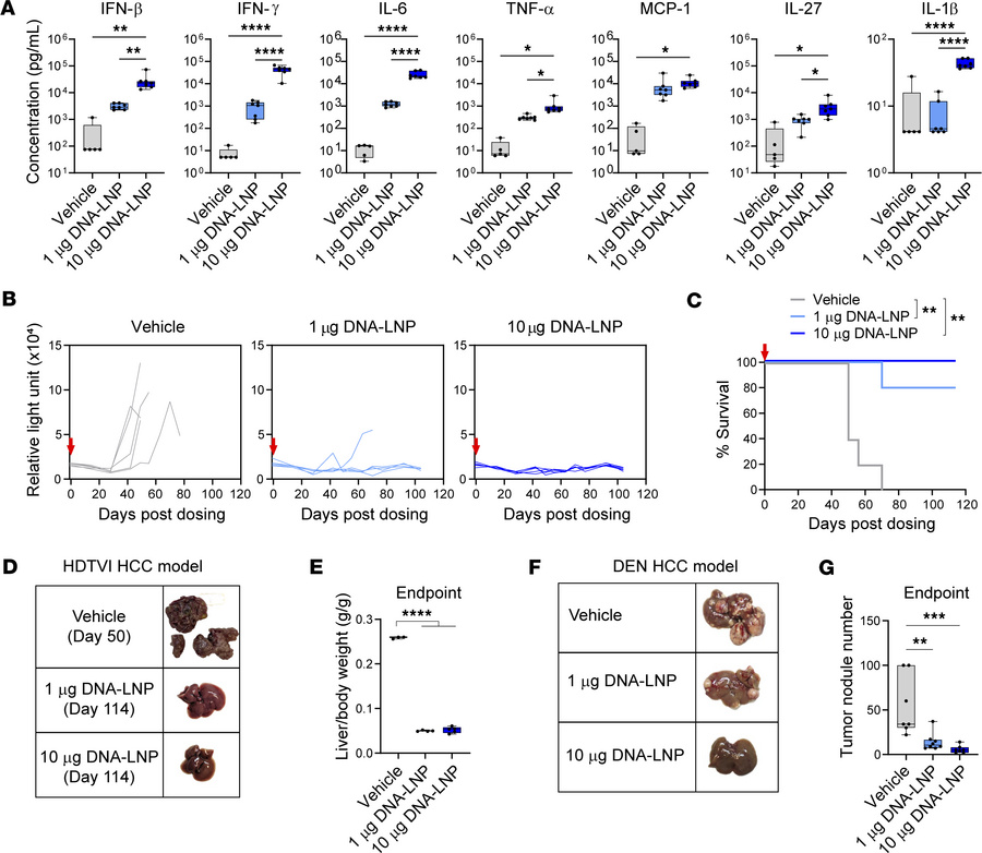 DNA-LNP induces a robust antitumor effect in HCC mouse models.
(A–E) HCC...