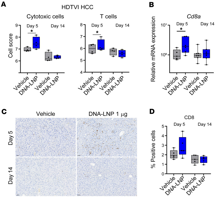 DNA-LNP induces CD8+ T cell infiltration of the liver in HCC mouse model...
