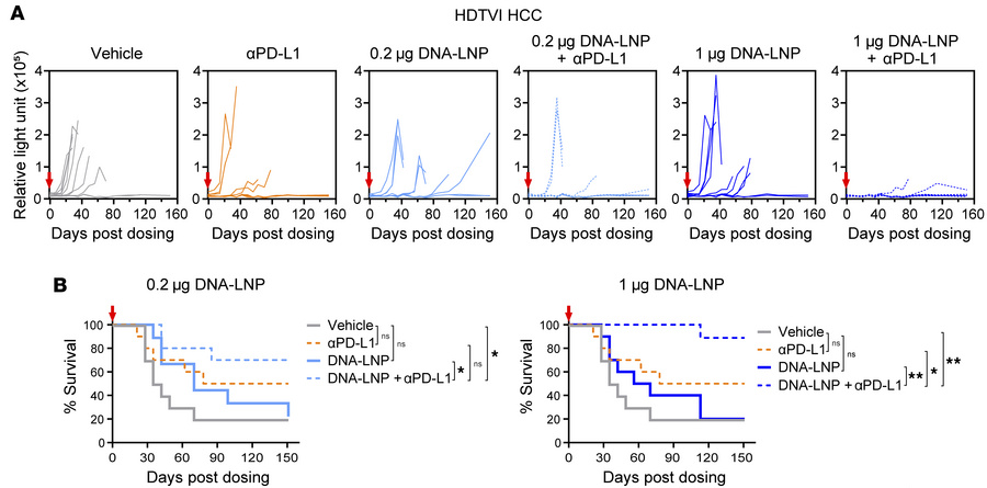 DNA-LNP and anti–PD-L1 show synergistic antitumor effects in HCC mouse m...