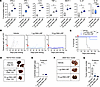 DNA-LNP induces a robust antitumor effect in HCC mouse models.