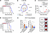 DNA-LNP induces an antitumor effect in nonhepatic tumor models.