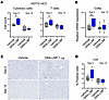 DNA-LNP induces CD8+ T cell infiltration of the liver in HCC mouse model.