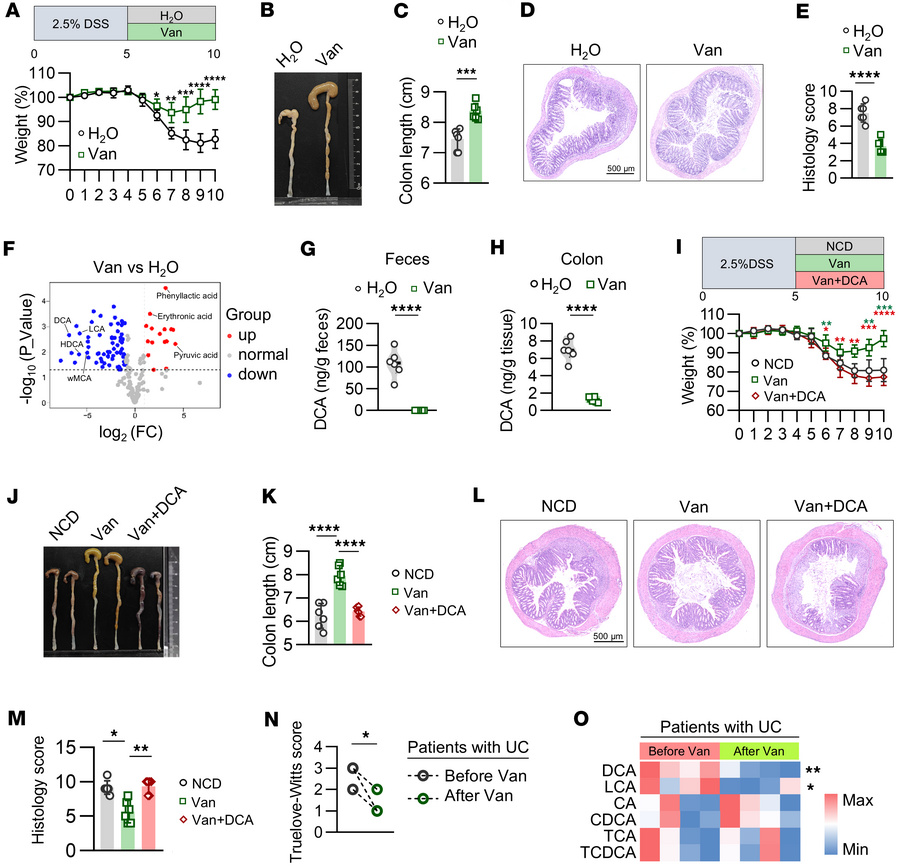 Vancomycin promotes colitis remission by eliminating DCA.
(A–E) WT mice ...