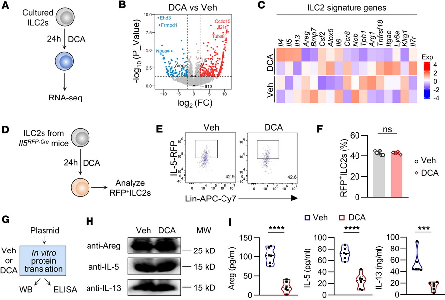 Inhibition of DCA on ILC2 function does not occur at transcription or tr...
