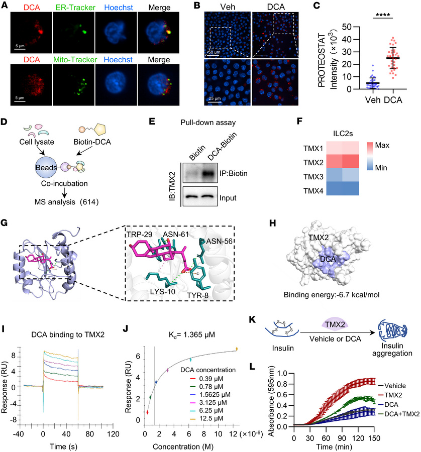 DCA disrupts protein folding in ILC2s by binding to TMX2 in the ER.
(A) ...