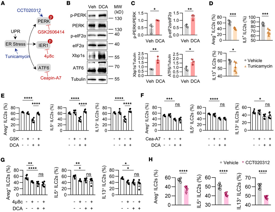 DCA enhances UPR in ILC2s.
Large intestinal ILC2s were sorted from WT mi...