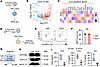 Inhibition of DCA on ILC2 function does not occur at transcription or trans