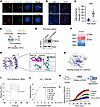 DCA disrupts protein folding in ILC2s by binding to TMX2 in the ER.