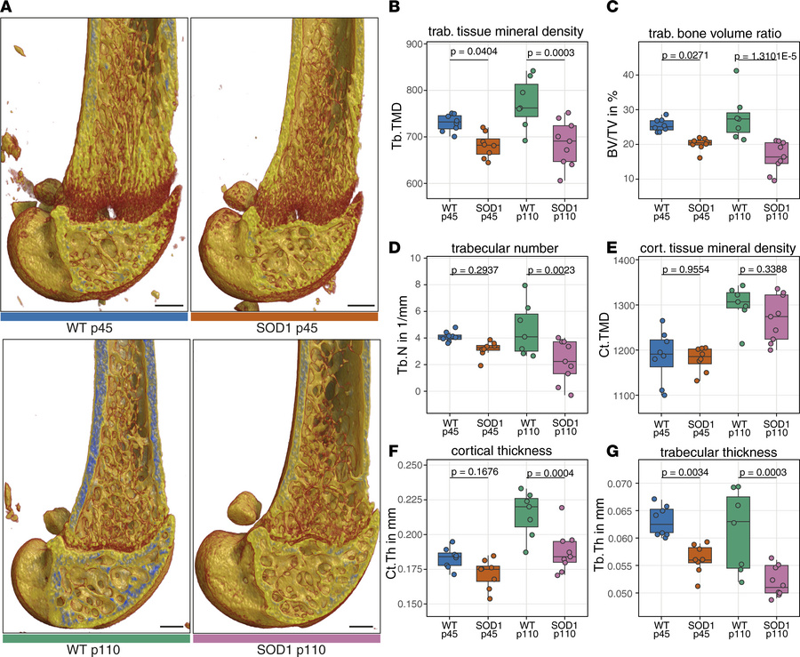 Early trabecular thinning and reduced mineralization precede cortical bo...