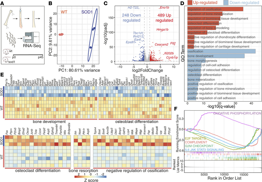 Transcriptomic profiling of femoral bone reveals impaired osteogenesis, ...