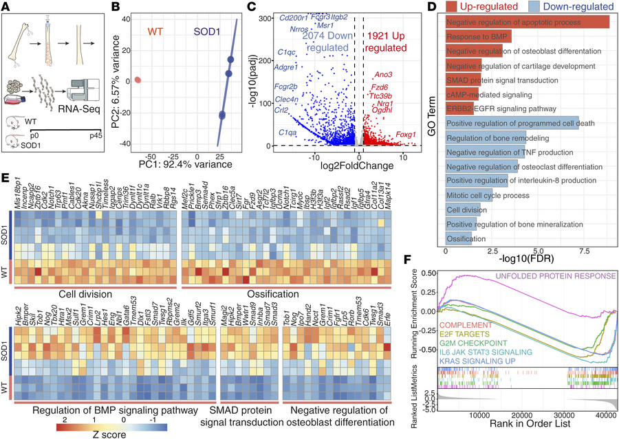 Transcriptomic analysis of cultured osteoblasts from the P45 time point ...