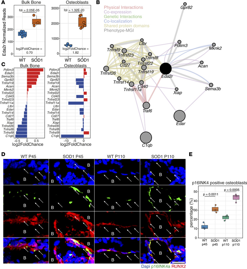 Transcriptomic alterations and cellular senescence in SOD1(G93A) bulk bo...