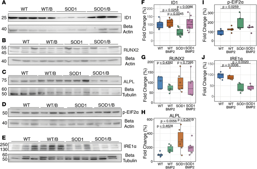 BMP2 treatment restores stress response and signaling deficits in SOD1(G...