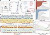 Transcriptomic profiling of femoral bone reveals impaired osteogenesis, enh