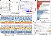 Transcriptomic analysis of cultured osteoblasts from the P45 time point rev