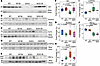 BMP2 treatment restores stress response and signaling deficits in SOD1(G93A