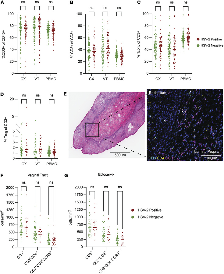 HSV-2 seropositivity not associated with alterations in total T cells or...